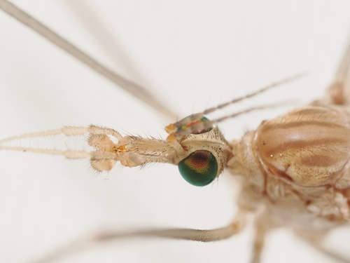 iNaturalist observation photo of Tipulinae