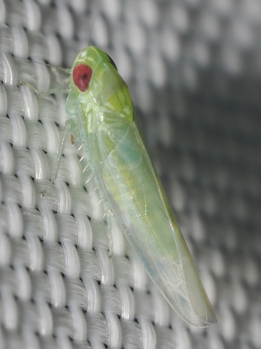 iNaturalist observation photo of Empoascina