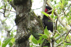 Campephilus leucopogon