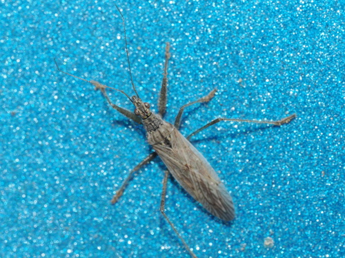 iNaturalist observation photo of Common Damsel Bug