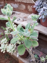 Echeveria zorzaniana
