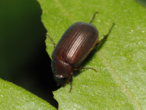 iNaturalist observation photo of Scarabs