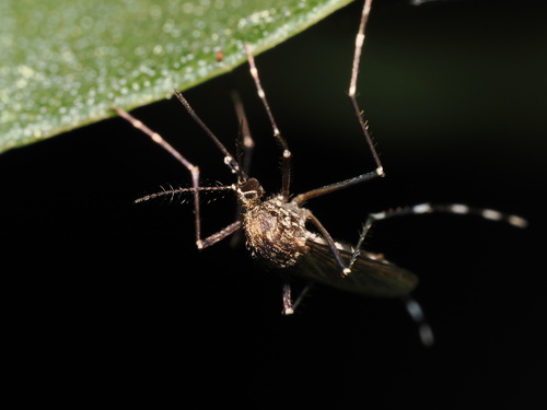 iNaturalist observation photo of Western Treehole Mosquito