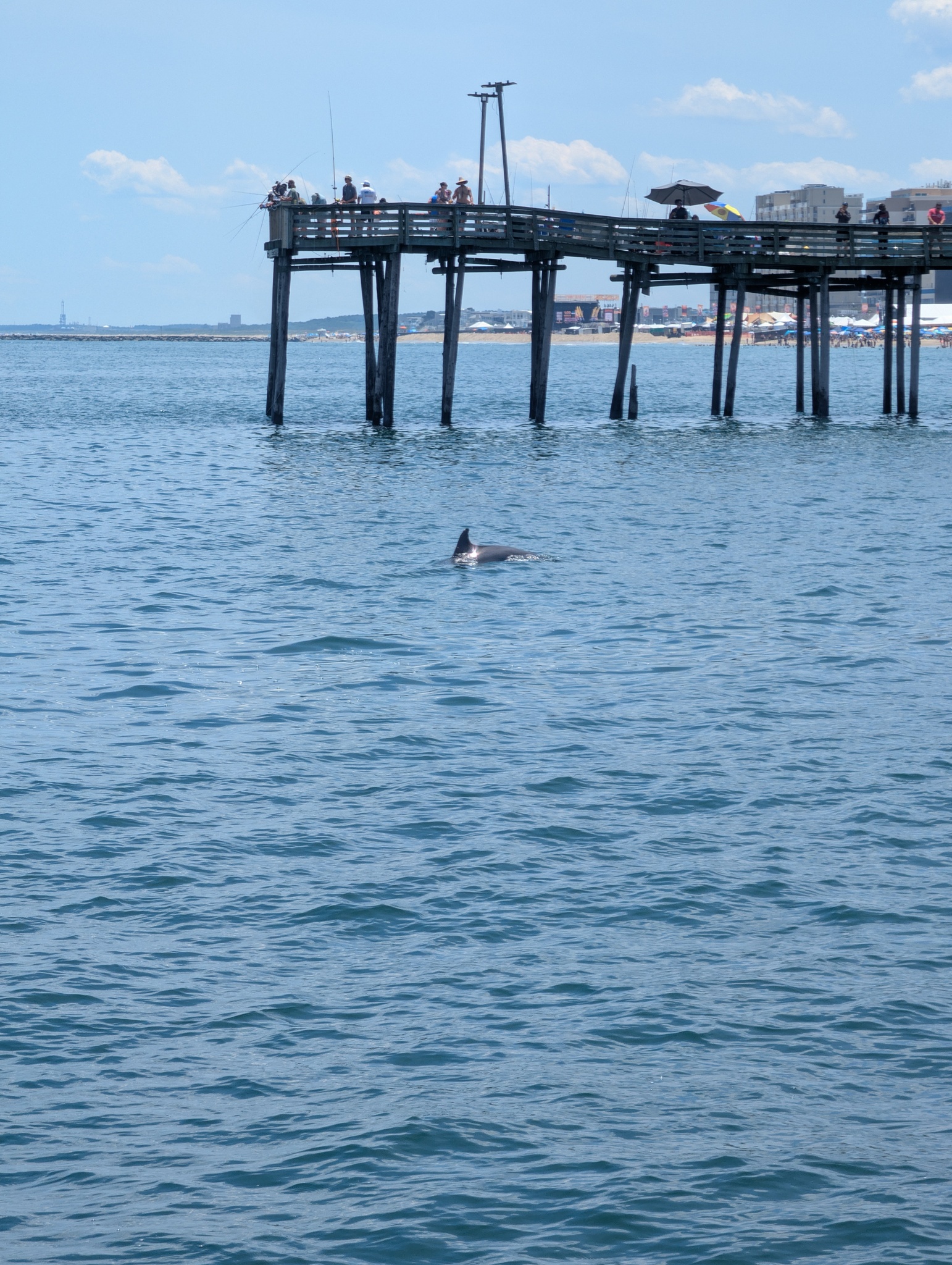 Tursiops erebennus
