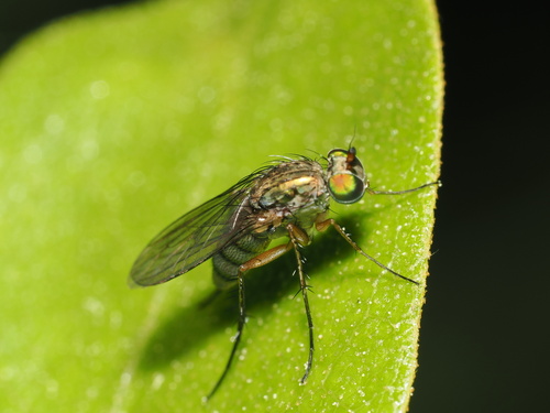 iNaturalist observation photo of Dolichopodini