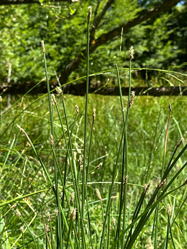 Eleocharis gracilis observed 2026-06-25