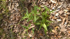 Dichanthelium commutatum