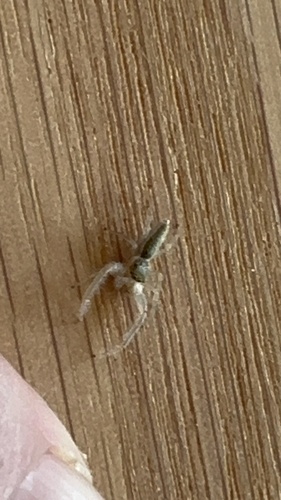 White-jawed Jumping Spider