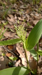 Dichanthelium commutatum