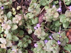 Glechoma hederacea