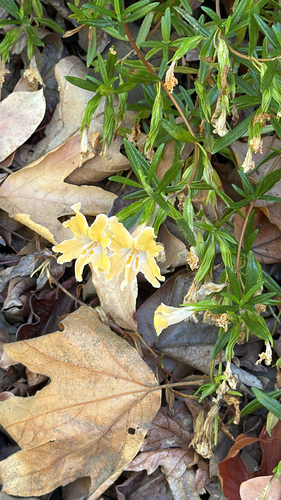 iNaturalist observation photo of Monterey Monkeyflower