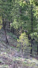 Dendragapus obscurus