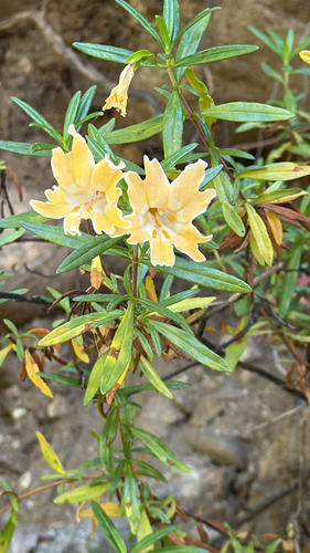 iNaturalist observation photo of Monterey Monkeyflower