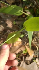 Dichanthelium commutatum