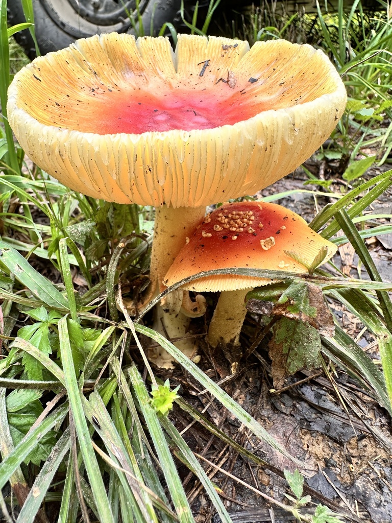 False Caesar's Mushroom · June 2026 · photo: Photo: (c) Catherine Tamlyn, some rights reserved (CC BY) · iNaturalist