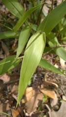 Dichanthelium commutatum