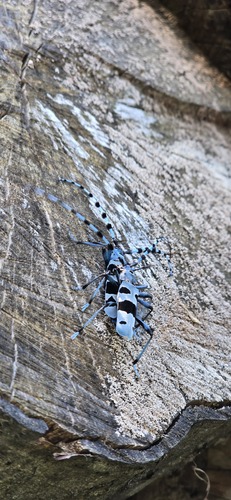 Alpine longhorn Rosalia