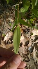 Dichanthelium commutatum