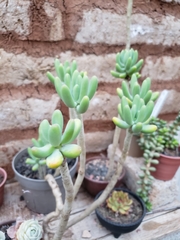 Sedum corynephyllum