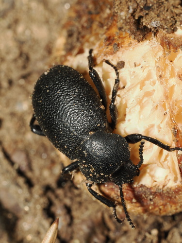 iNaturalist observation photo of Blapylis