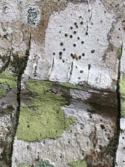 Plagiolepis alluaudi