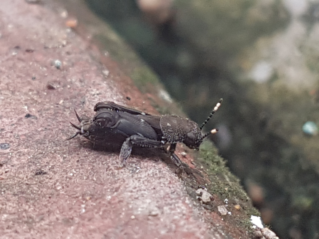 Xya opaca