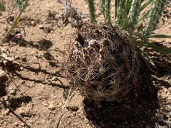 Echinomastus intertextus