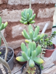 Sedum corynephyllum