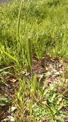 Hordeum pusillum