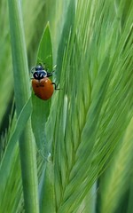 Hippodamia convergens