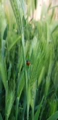 Hippodamia convergens