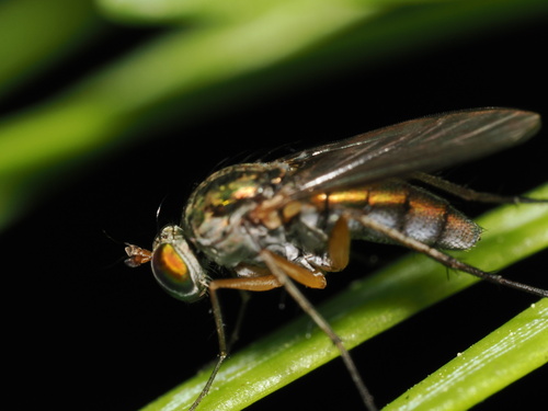 iNaturalist observation photo of Dolichopodini