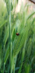 Hippodamia convergens