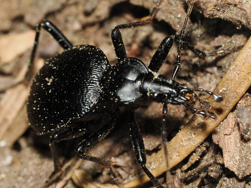 iNaturalist observation photo of Punctate Snail-eating Beetle