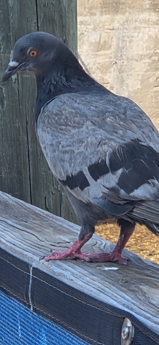 Rock Pigeon