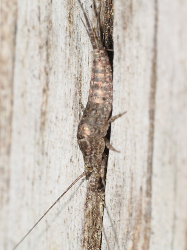 iNaturalist observation photo of Jumping Bristletails