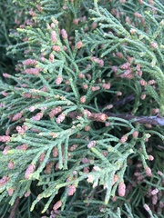 Juniperus × pfitzeriana