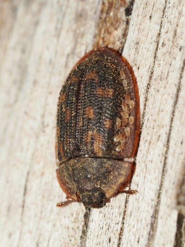 iNaturalist observation photo of Pippingsköld's Bark-gnawing Beetle