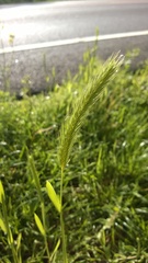 Hordeum pusillum