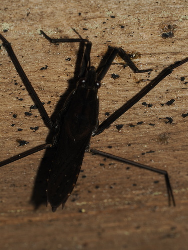iNaturalist observation photo of North American Common Water Strider