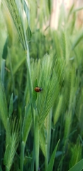 Hippodamia convergens