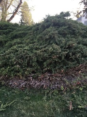 Juniperus × pfitzeriana