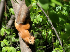Sciurus vulgaris