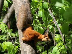 Sciurus vulgaris