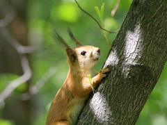 Sciurus vulgaris