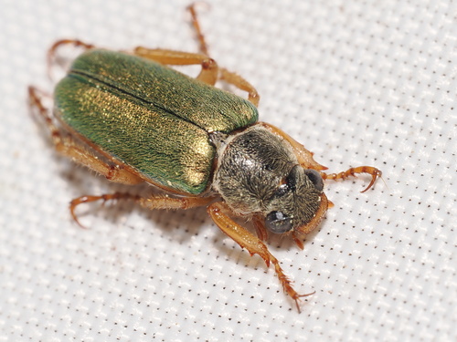 iNaturalist observation photo of Green Rose Chafer