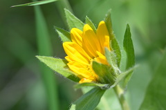 Wyethia helenioides