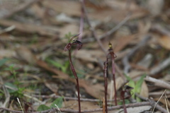Chiloglottis curviclavia