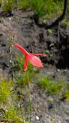 Gladiolus priorii, photograph (c) Ian Webb, some rights reserved (CC BY)