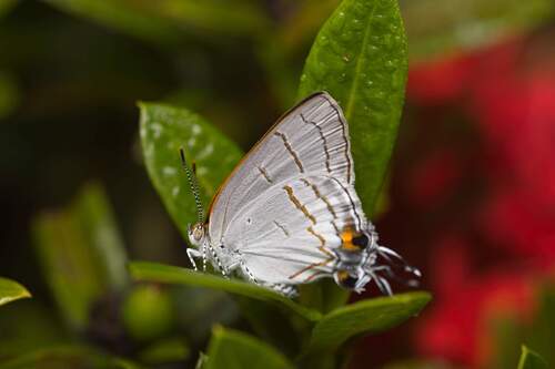 Common Hairstreak